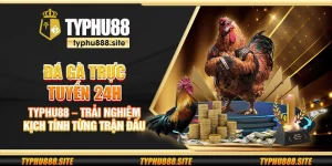 Đá gà trực tuyến 24h Typhu88 – Trải nghiệm kịch tính từng trận đấu