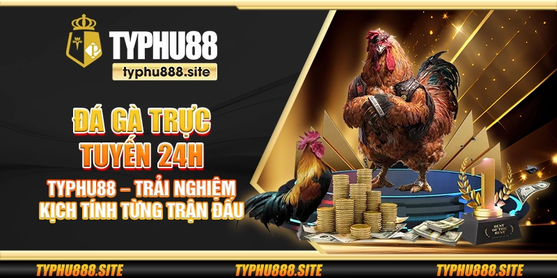 Đá gà trực tuyến 24h Typhu88 – Trải nghiệm kịch tính từng trận đấu
