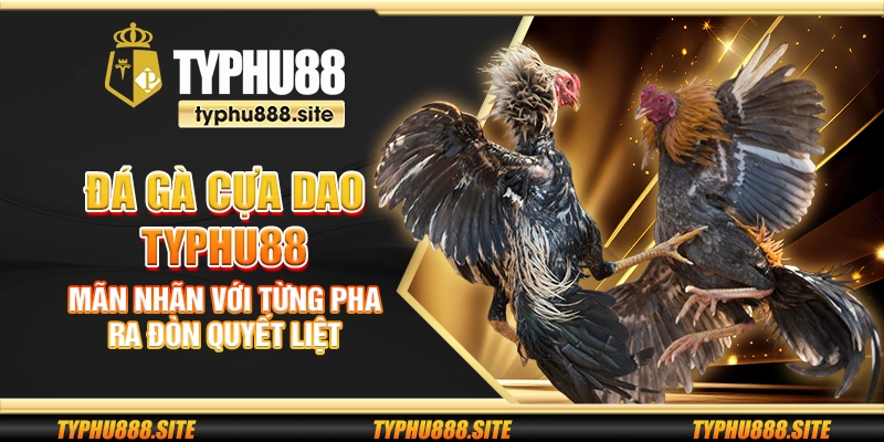 Đá gà cựa dao Typhu88 – Mãn nhãn với từng pha ra đòn quyết liệt