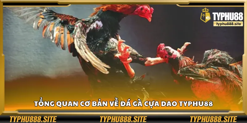 Tổng quan cơ bản về đá gà cựa dao Typhu88