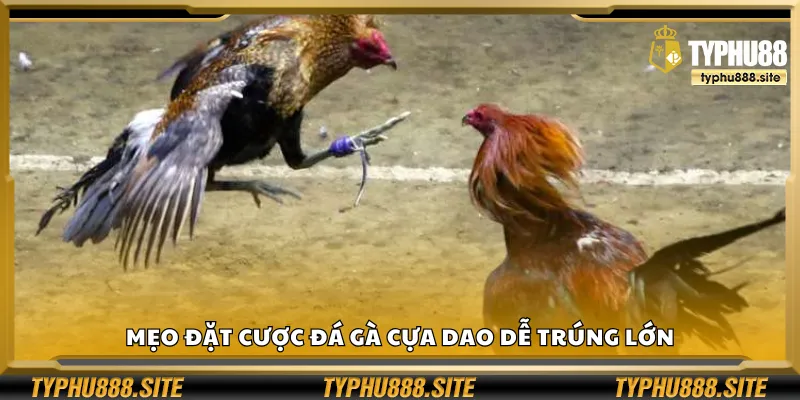 Mẹo đặt cược đá gà cựa dao dễ trúng lớn