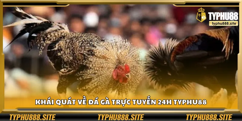 Khái quát về đá gà trực tuyến 24h Typhu88