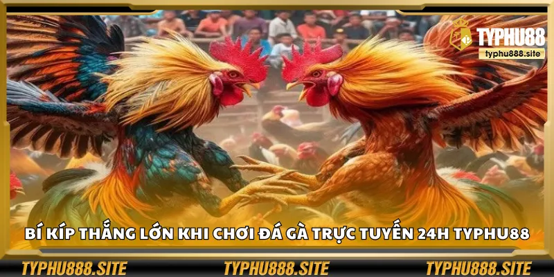 Bí kíp thắng lớn khi chơi đá gà trực tuyến 24h Typhu88
