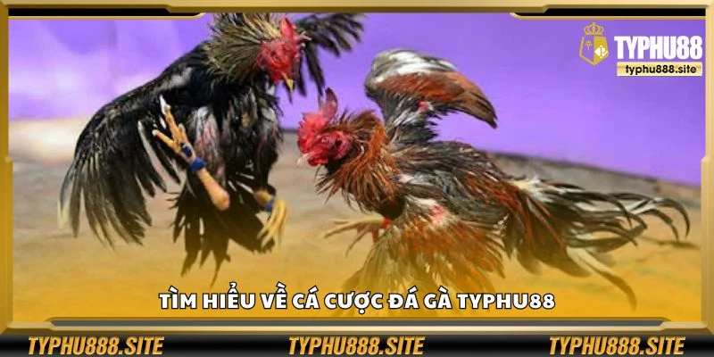 Tìm hiểu về cá cược đá gà Typhu88