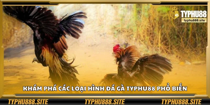 Khám phá các loại hình đá gà Typhu88 phổ biến