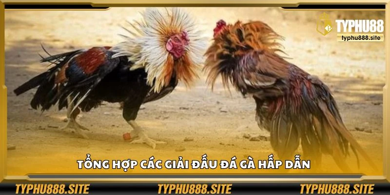 Tổng hợp các giải đấu đá gà hấp dẫn