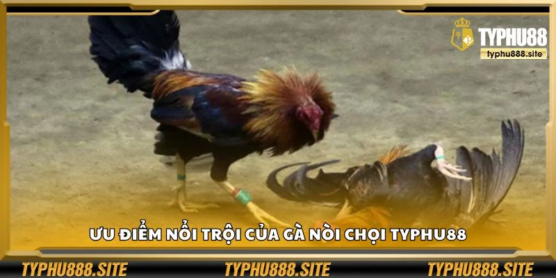 Ưu điểm nổi trội của gà nòi chọi Typhu88