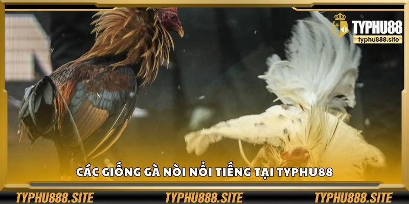 Các giống gà nòi nổi tiếng tại Typhu88